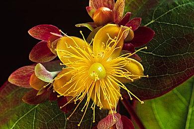 发售十年 《星露谷物语》达成历史性里程碑